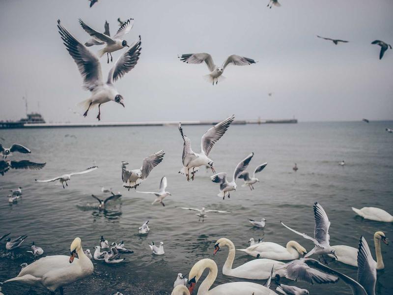 sudoku bifurcation screenshot 2