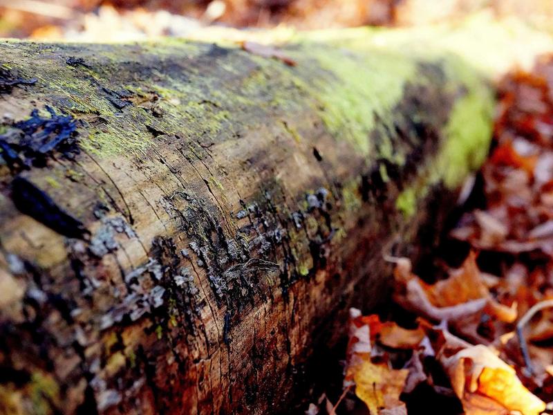 sudoku bifurcation screenshot 6